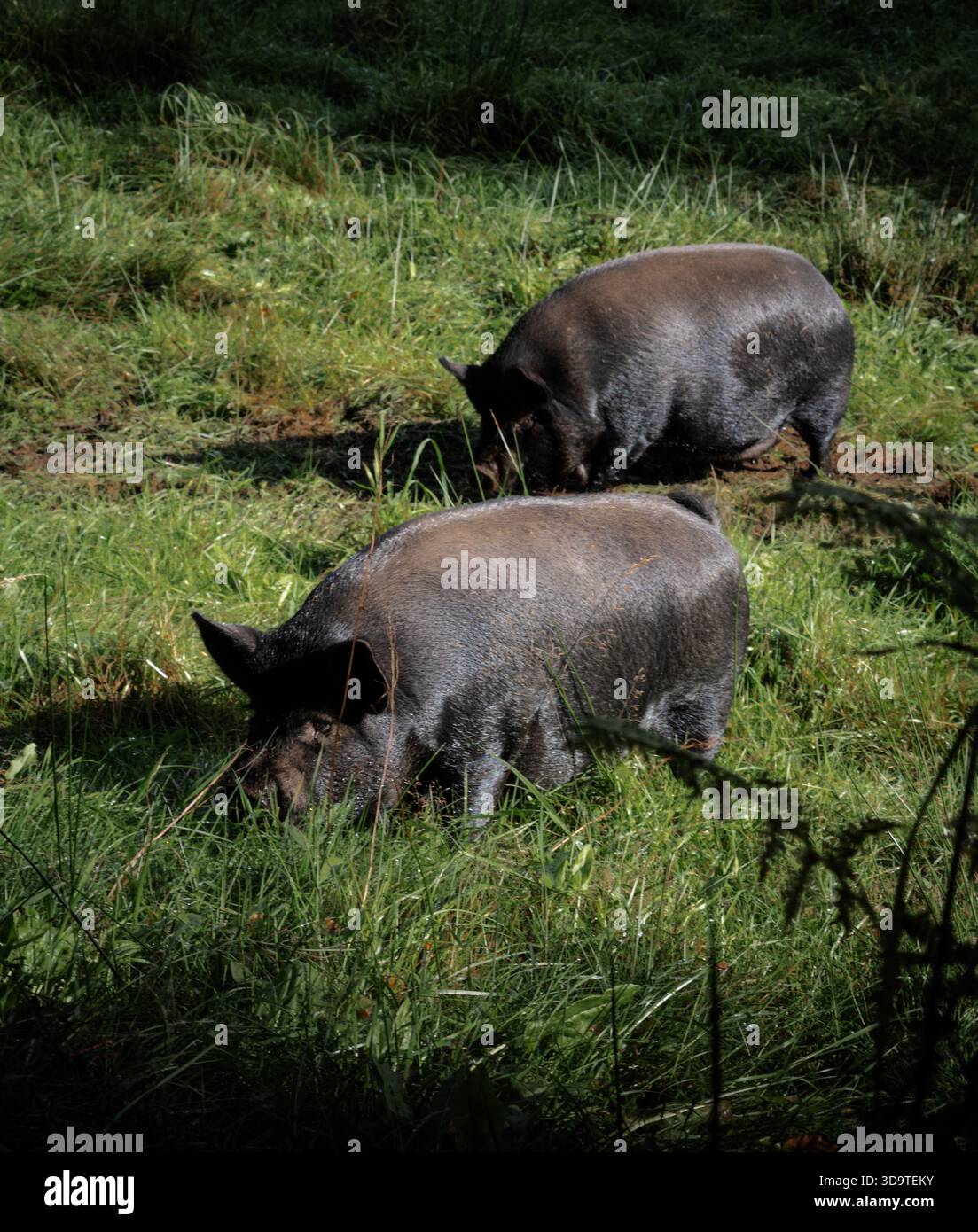 Pig in a pasture hi-res stock photography and images - Alamy