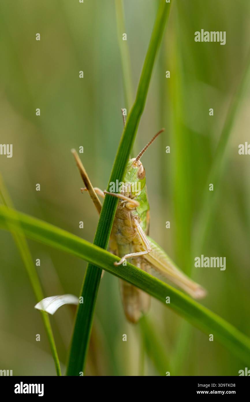 green grasshopper sitting on grass stem macro Stock Photo