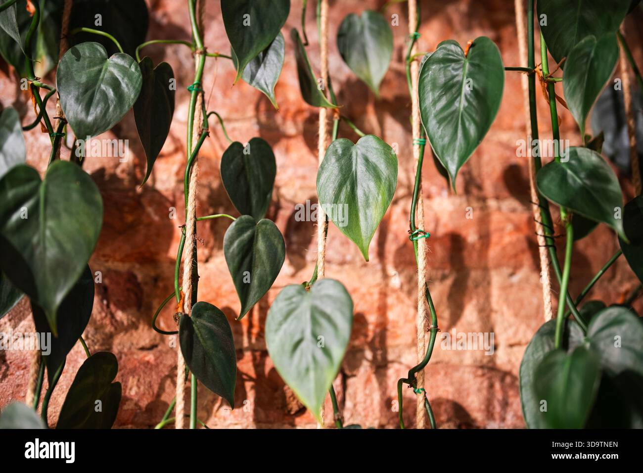 philodendron vittarifolium Anthurium Vittarifolium Variegata groß – whiteleafplants main image 0