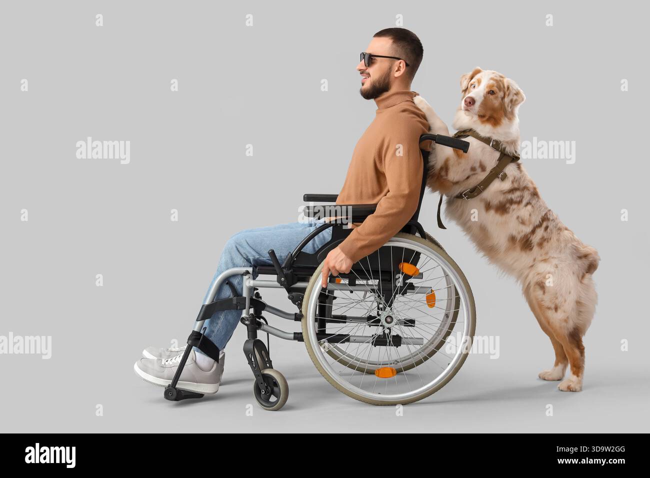 Blind young man in wheelchair with guide dog on grey background Stock Photo