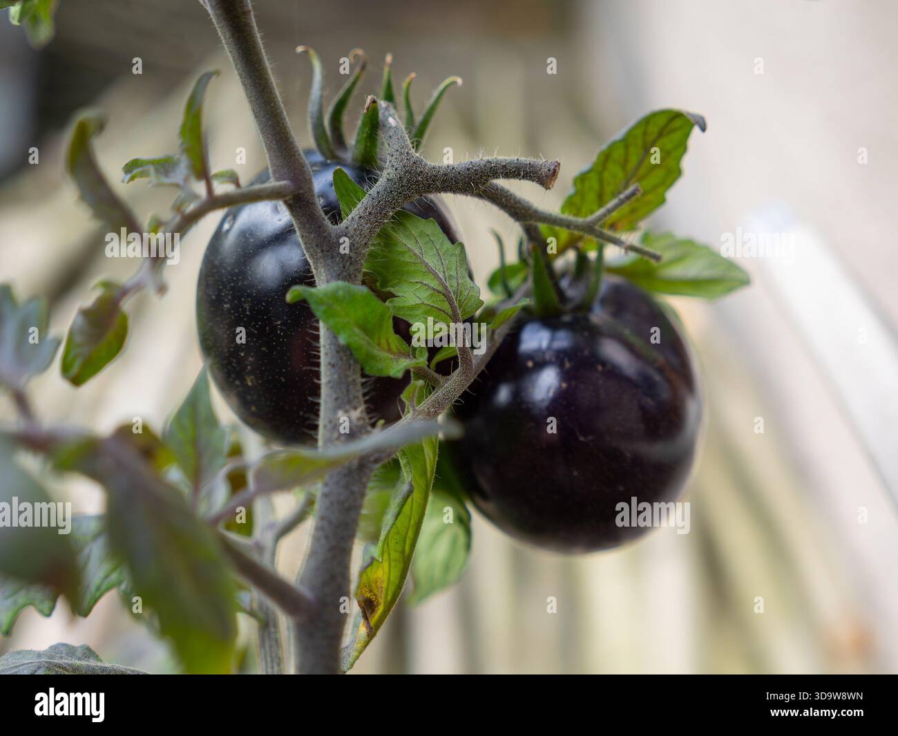 Solanum lycopersicum (black tomato) on bush with blurred background Stock Photo