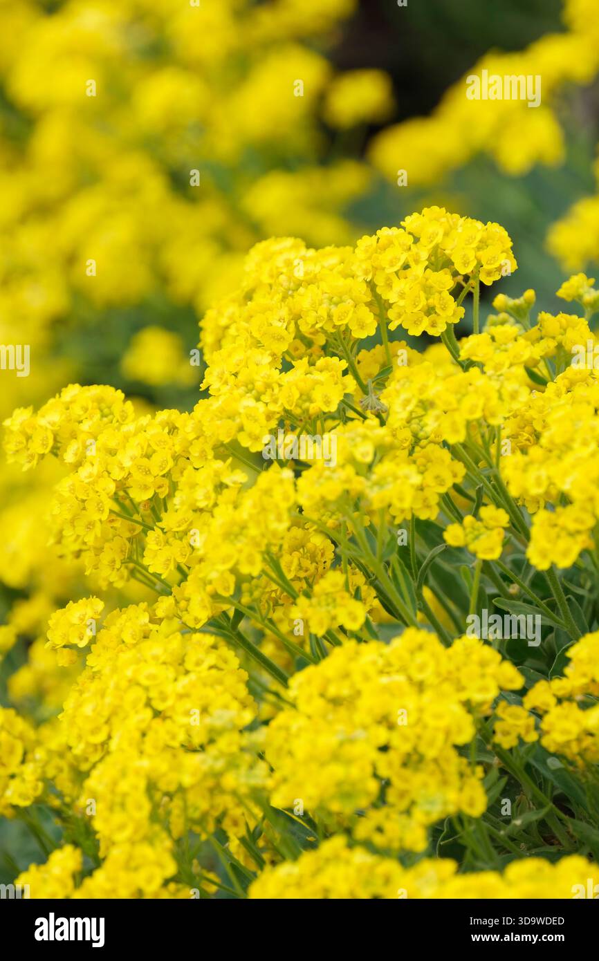 Gold dust plant hi-res stock photography and images - Alamy
