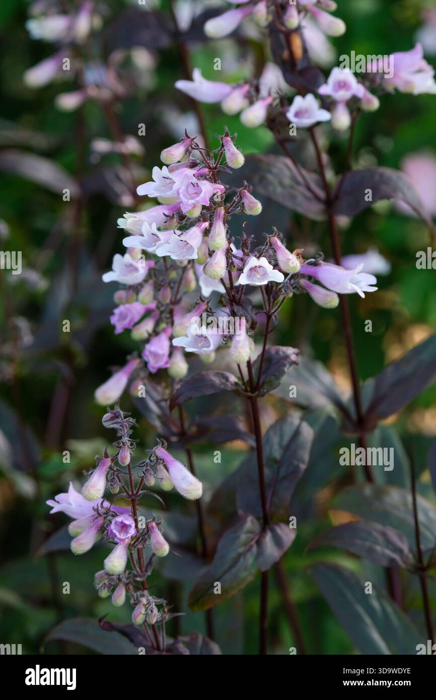 Penstemon Dark Towers, beard-tongue Dark Towers,  dark green leaves, flushed deep red-purple, two-tone tubular pink flowers Stock Photo