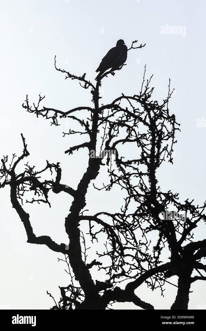 【最後の1点】Tara Books “Black Bird Tree” Amazon.com: The Bird and The Tree: A children's story to inspire