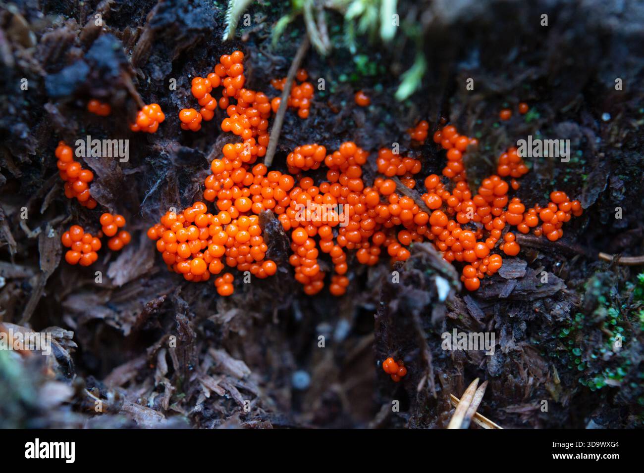Plasmodium species hi-res stock photography and images - Alamy