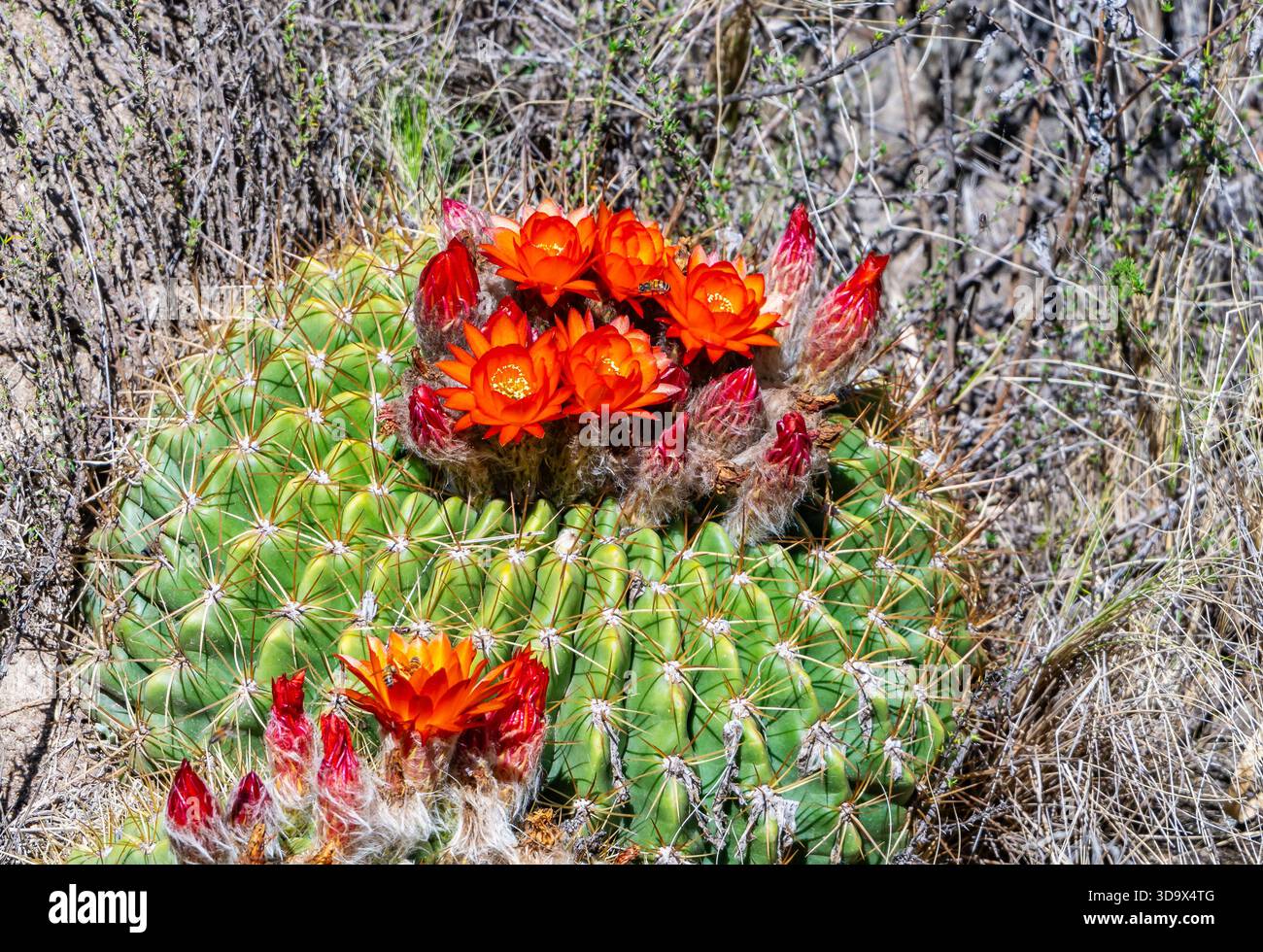 Beautiful red flowers of Golden Barrel of the Andes Cacti (Lobivia ...