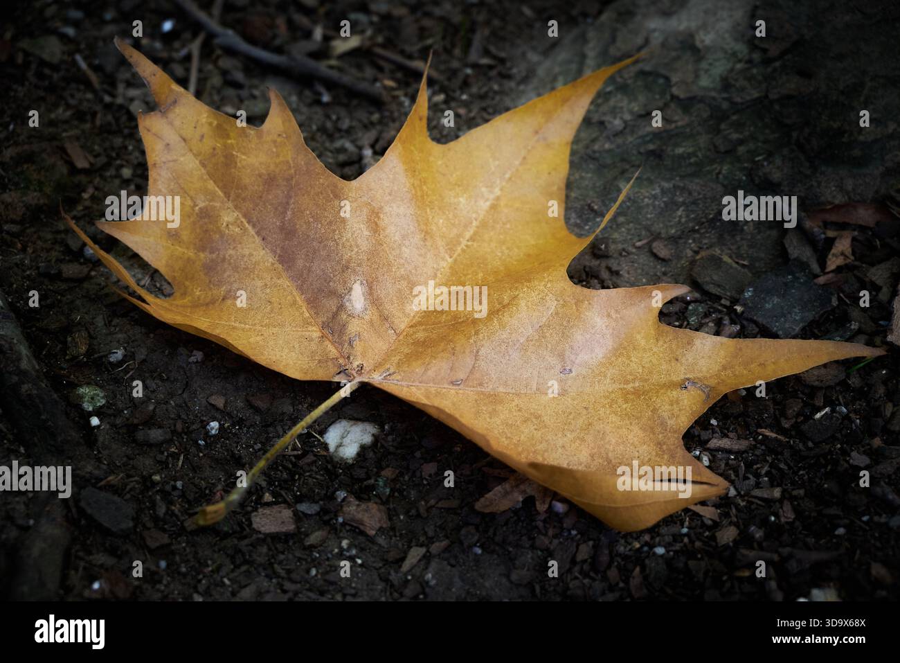 Rusty-colored maple leaf fallen on the ground against a dark background Stock Photo