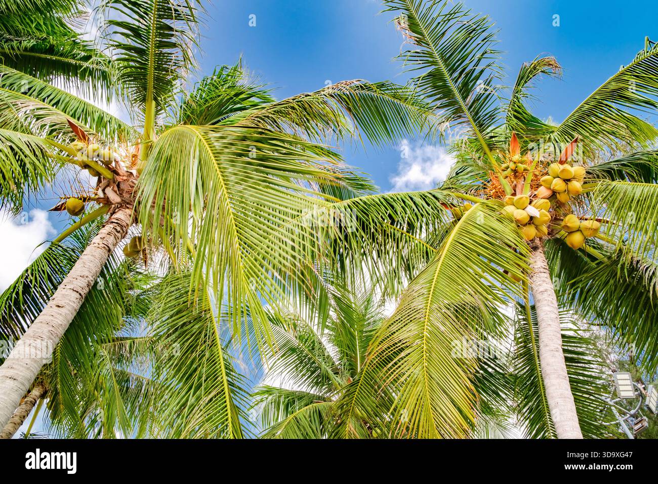 ripe coconuts on palm trees against blue sky Stock Photo