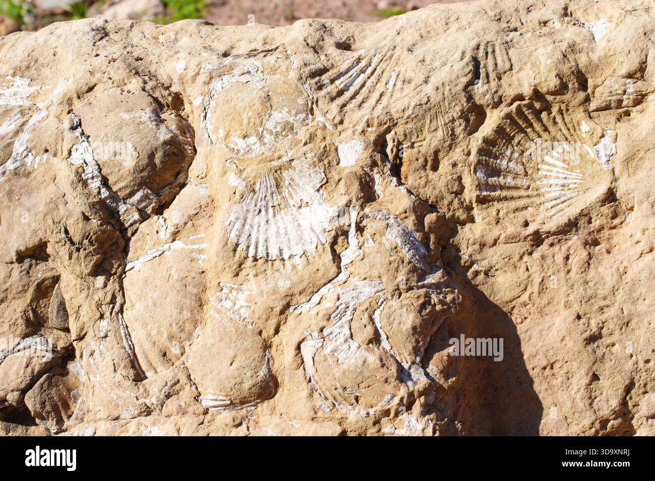 Geological time fossils layers hi-res stock photography and images - Alamy