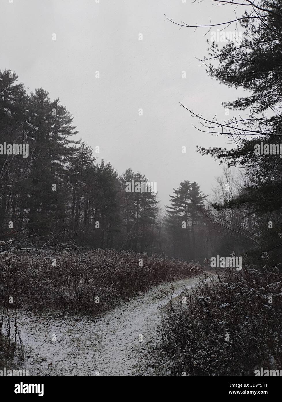 A dark, atmospheric winter landscape showing a snow-dusted path bordering a dense pine forest in Massachusetts Stock Photo