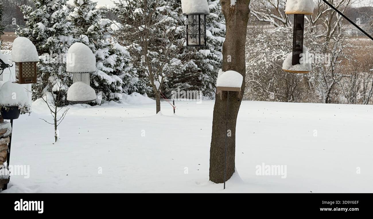 Four birdfeeders and evergreen trees piled with snow after a heavy snowstorm in a backyard in Trevor, Wisconsin, USA - Smartphone Captured Stock Image