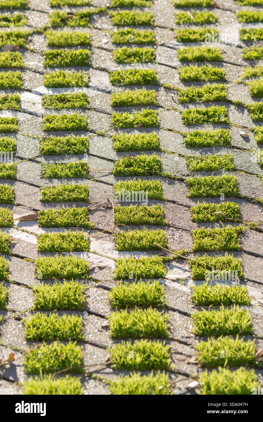 Moss and grass growing in the permeable gaps of concrete pavers forming ...