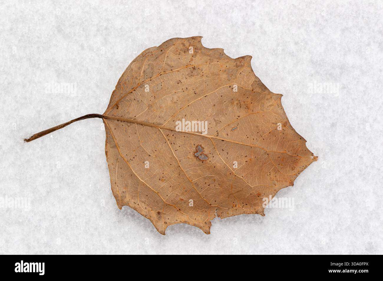 Fallen aspen leaf on the snow Stock Photo
