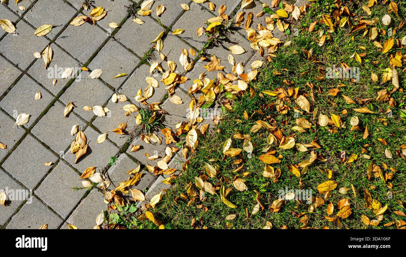 Wind blows leaves fallen hi-res stock photography and images - Alamy