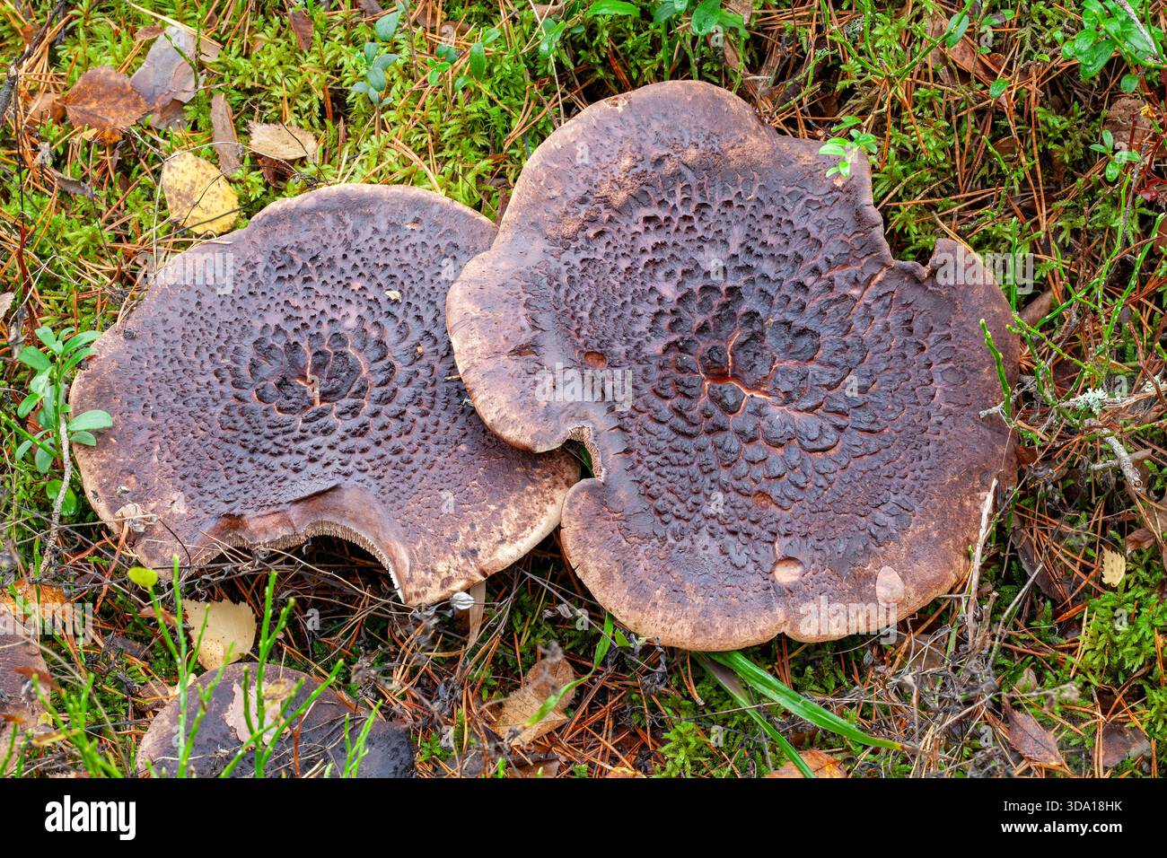 Scaly hedgehog Stock Photo