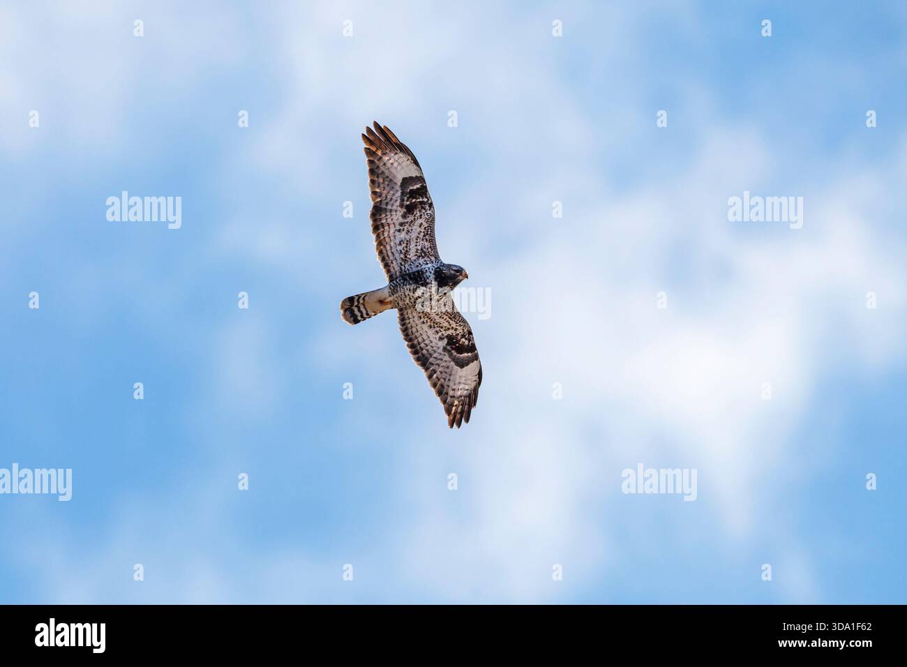 Rough-legged buzzard flying at the sky Stock Photo