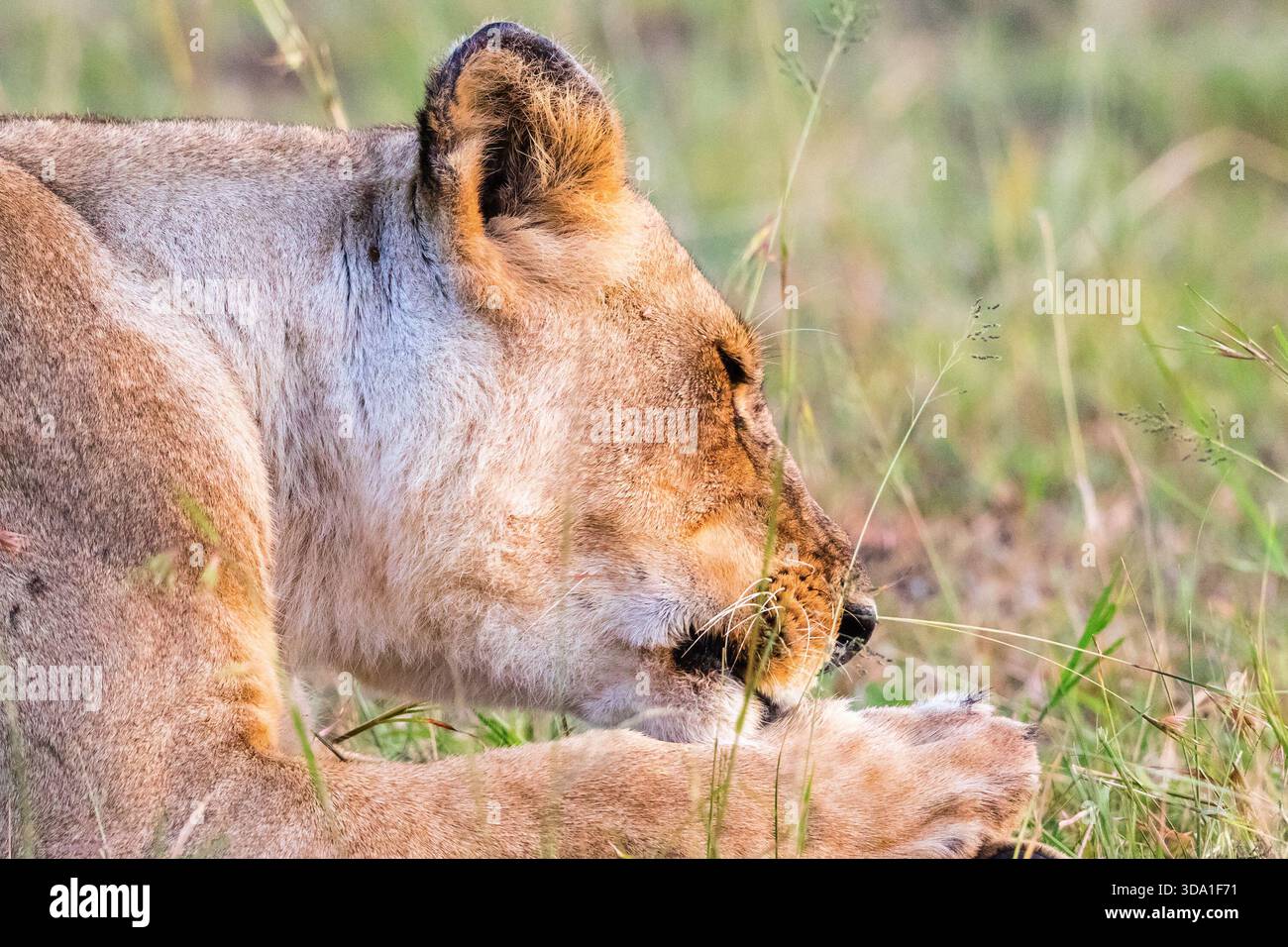 Lioness potrait in the grass Stock Photo
