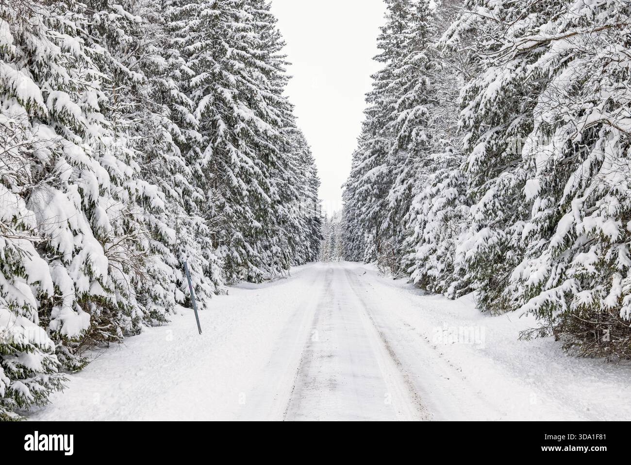 Slippery winter road through a spruce forest in winter Stock Photo