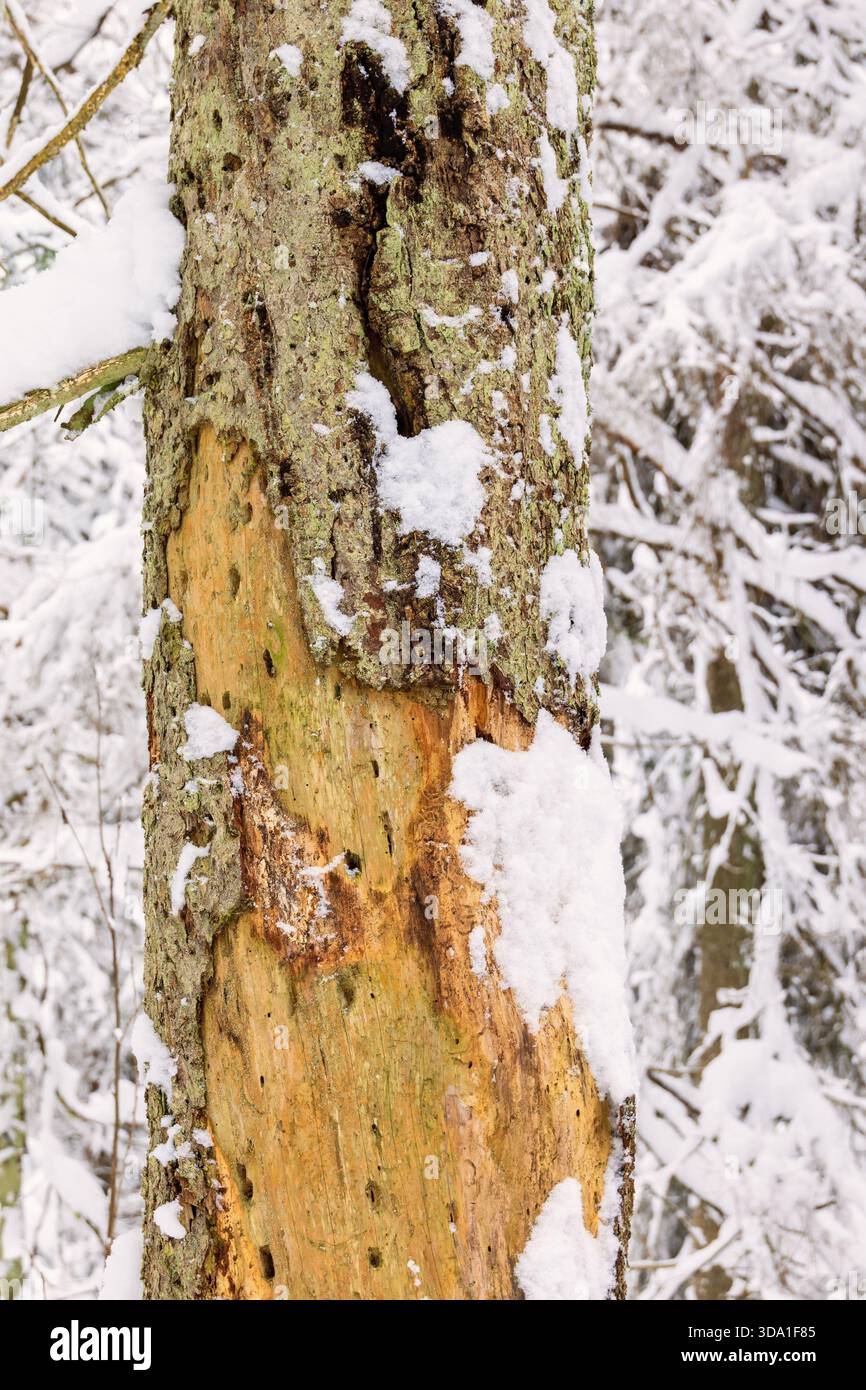 Old tree trunk with marks after birds in a winter forest Stock Photo
