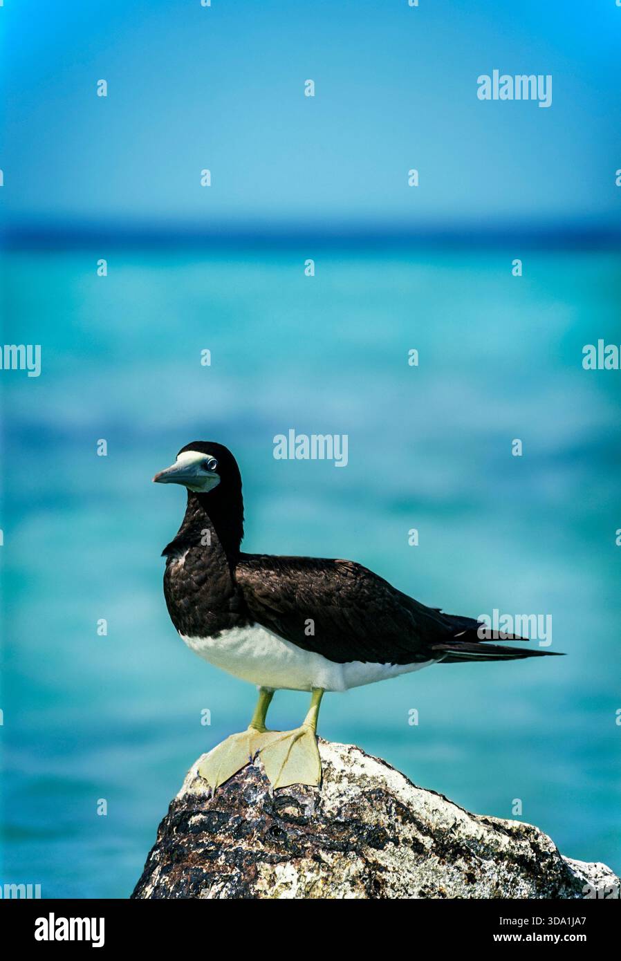 Solan goose hi-res stock photography and images - Alamy