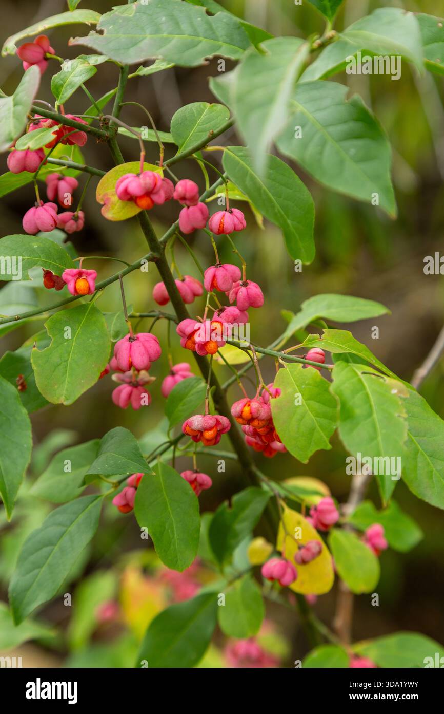 Spindleberry The Spindle, or Spindleberry, which is scientifically known as Euonymus ...