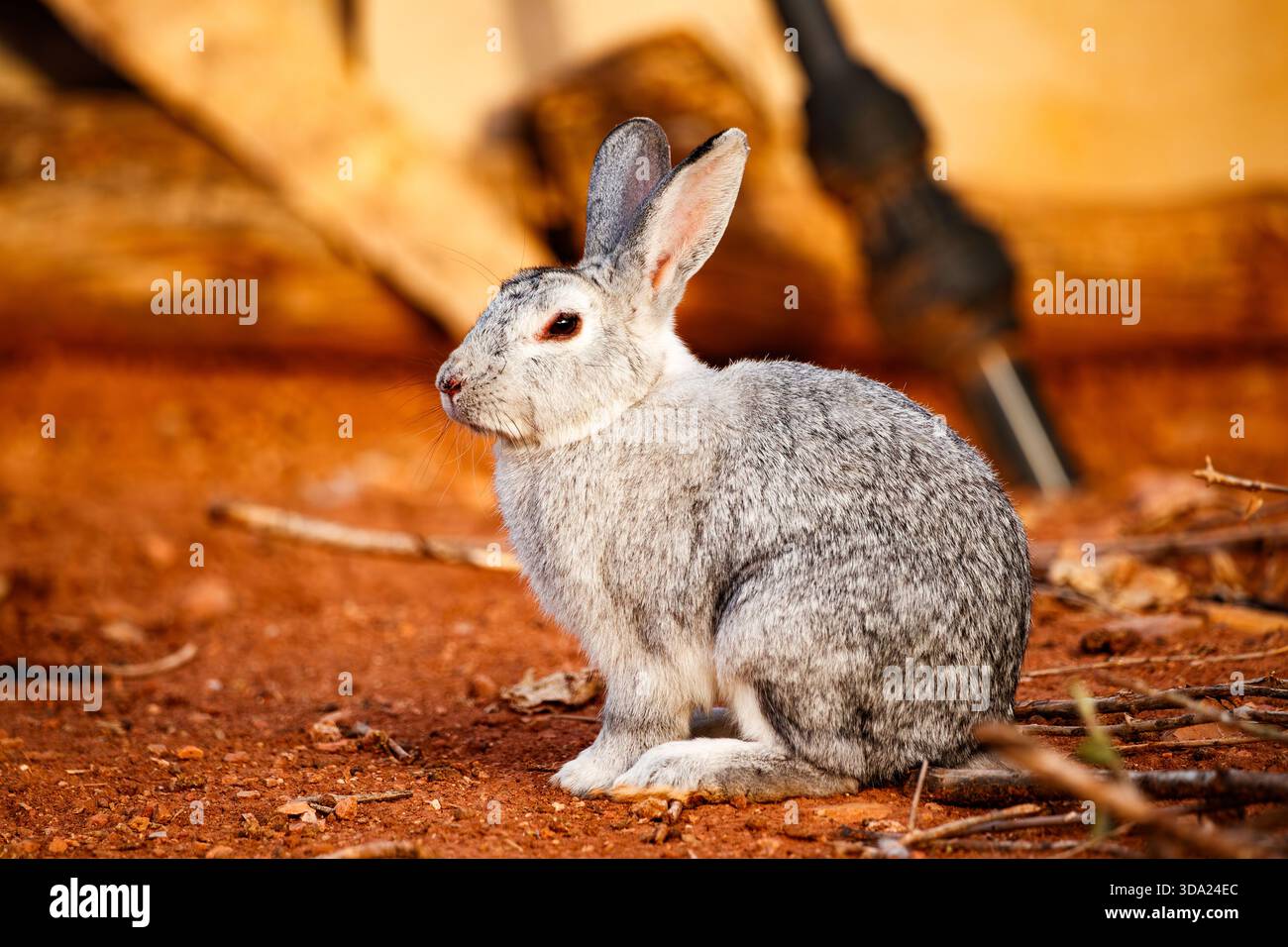 Grey Rabbit in Profile in Carrizosa Stock Photo