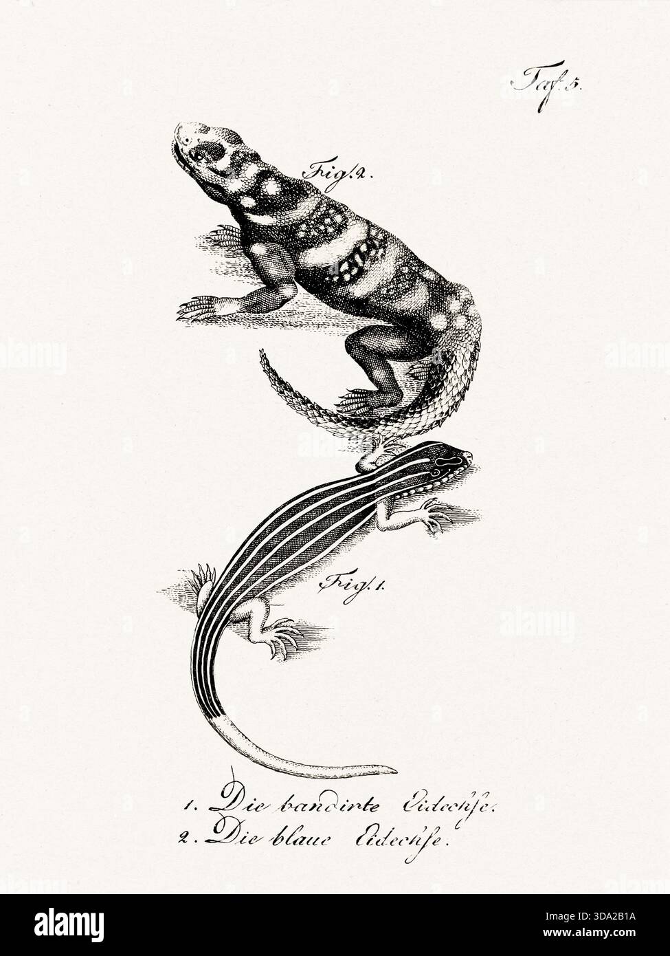 Antique lizard illustration from an amphibian natural history plate ...