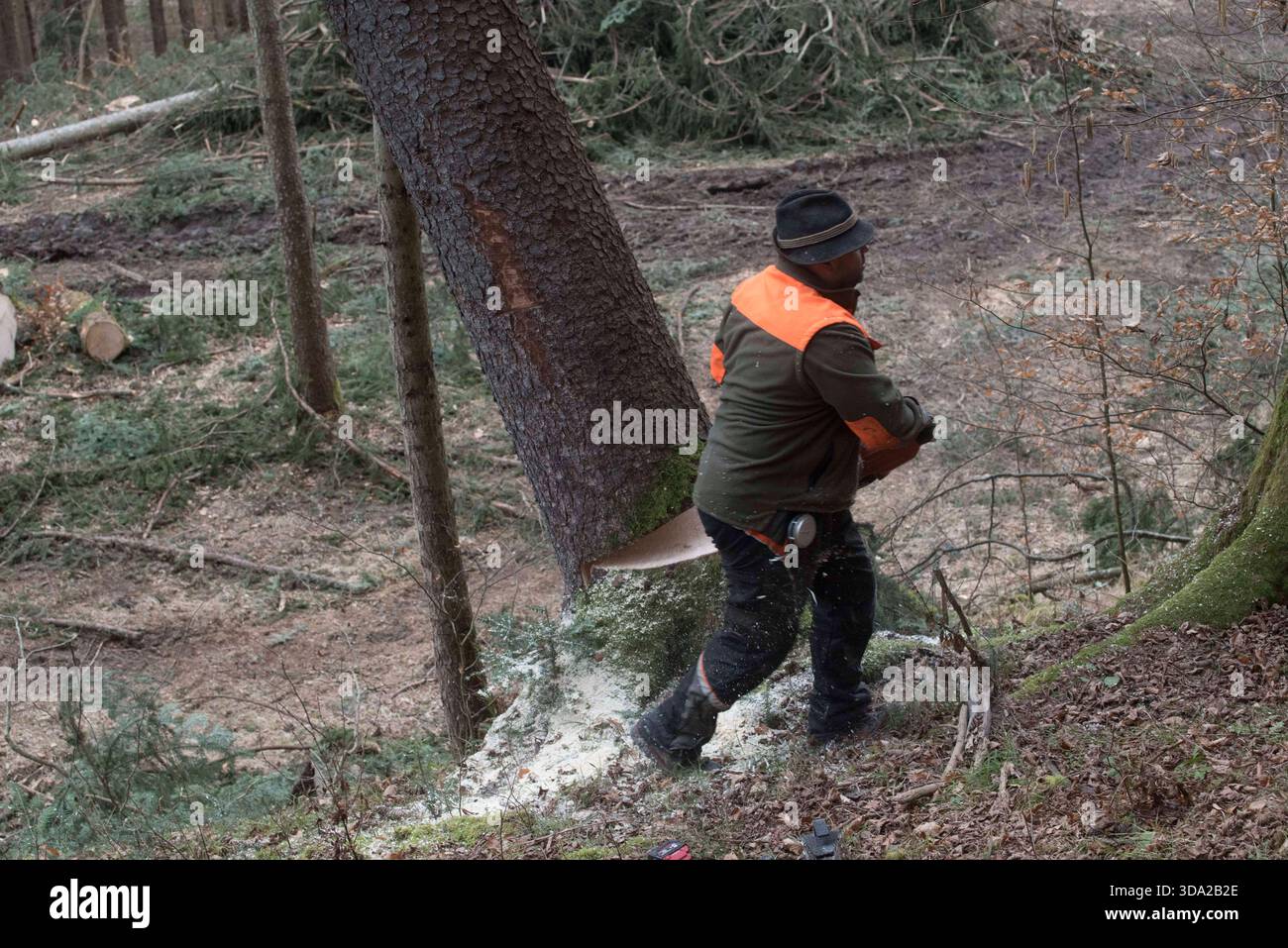a lumberjack with a chainsaw cutting trees in the forest Lumberjack ...