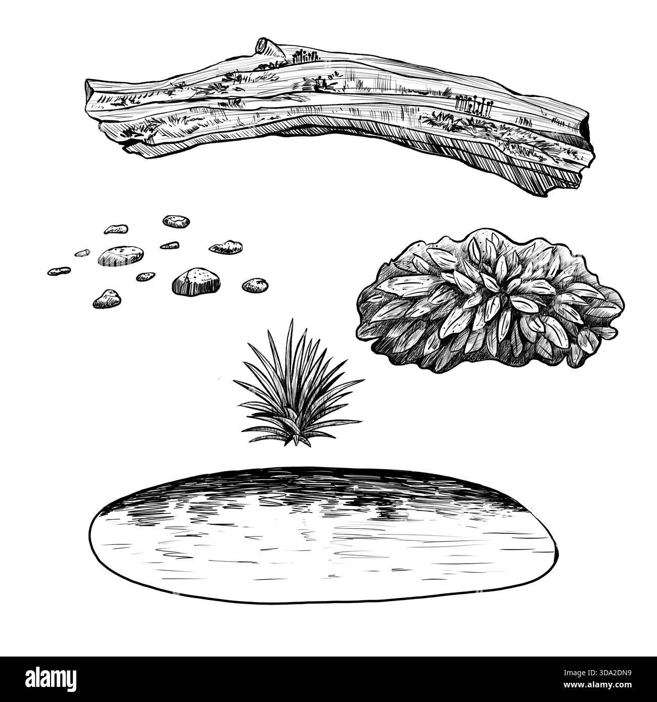 Water bush moss Black and White Stock Photos & Images - Alamy