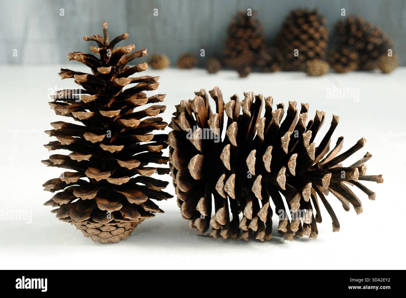 Pine cones on white wooden background Stock Photo