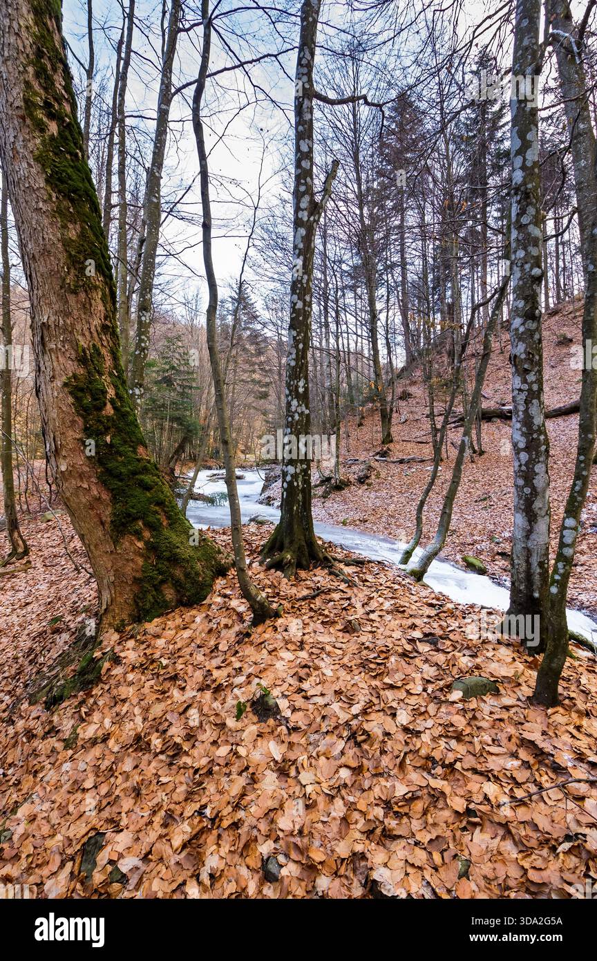 winter landscape with forest and frozen river. tranquil scene with beech trees near the shore of ice covered water stream through carpathian mountains Stock Photo