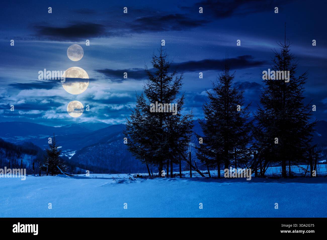 fir trees on the snowy meadow in winter at night. alpine countryside scenery in mountains in full moon light. wonderful weather with clouds on a sky. Stock Photo