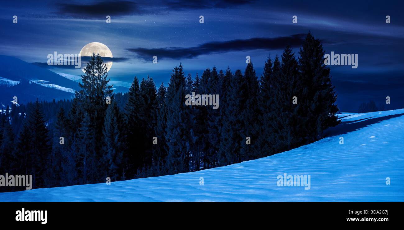spruce forest on the snow covered meadow at night. beautiful panoramic winter landscape in mountains in full moon light. cold wintry scene. backdrop f Stock Photo