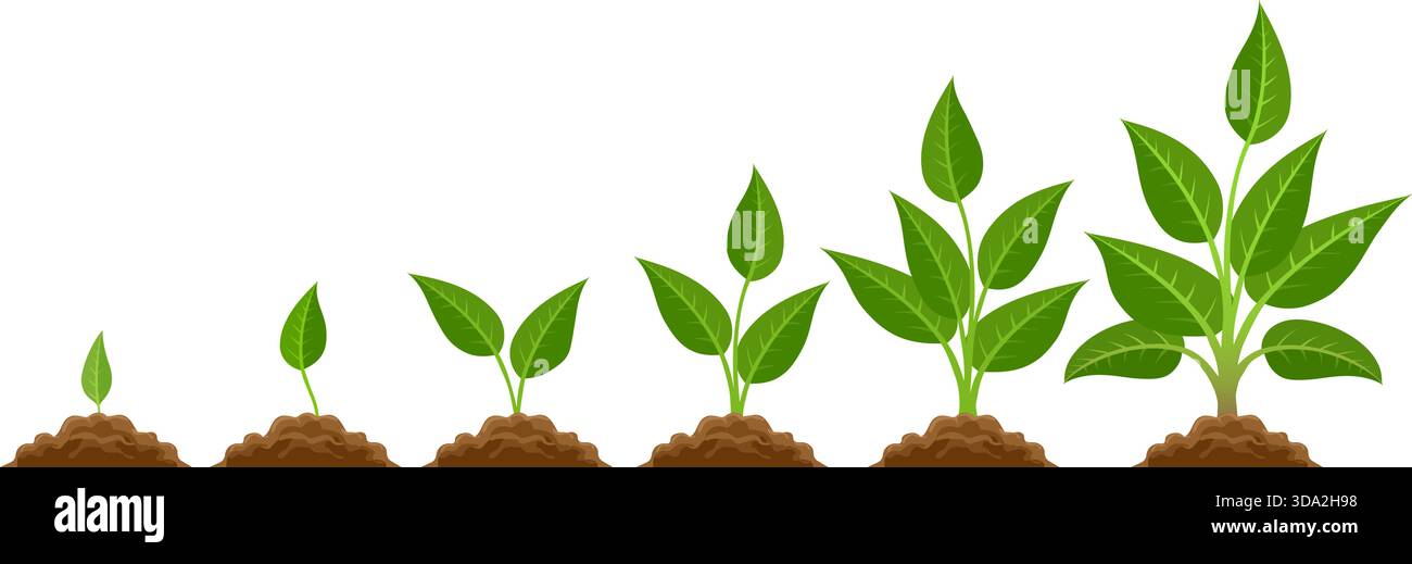 Phases plant growing Stock Vector