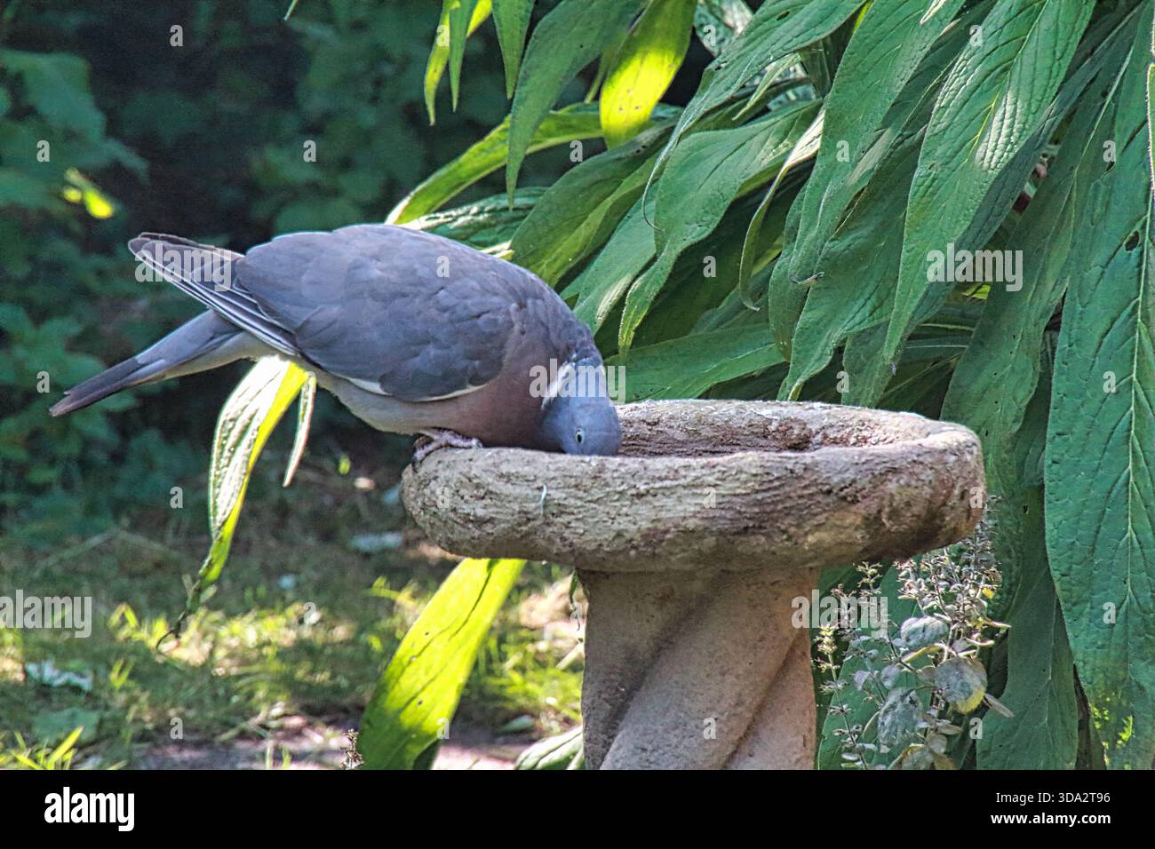 A Wood pigeon drinking rom a garden bird bath Stock Photo