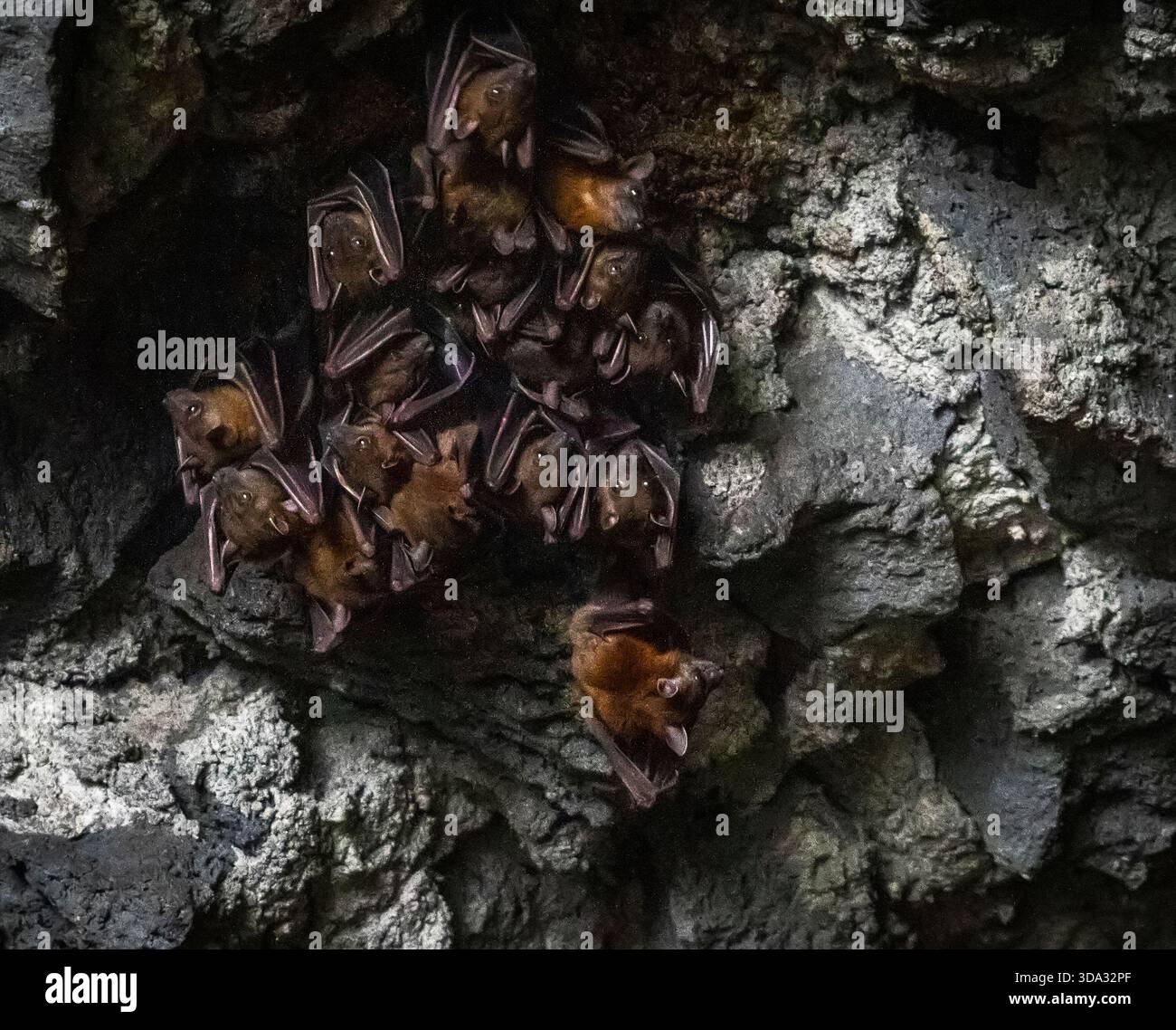 A group of bats hanging upside down in a dark cave Stock Photo - Alamy