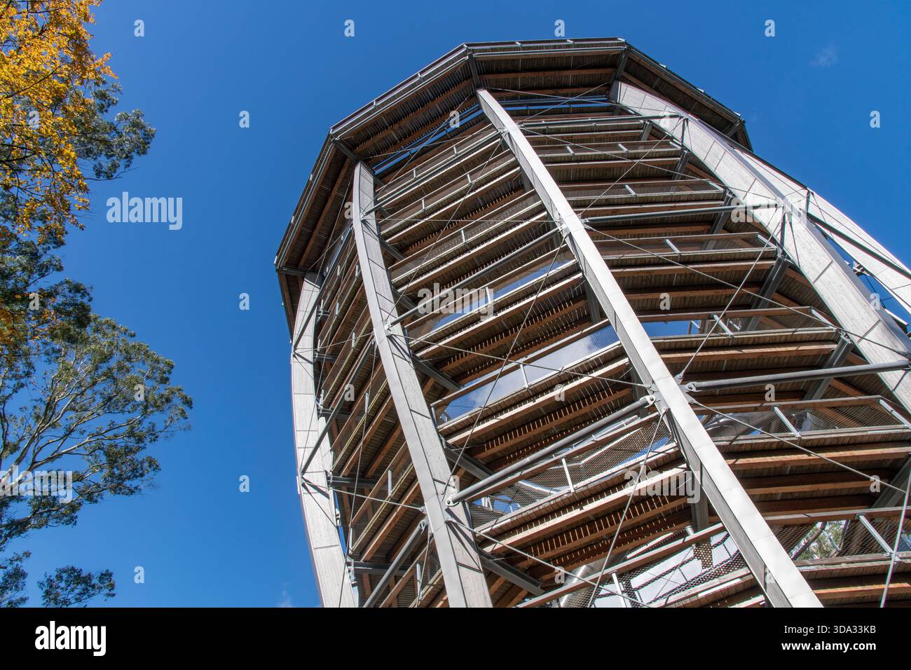 Avondale, Ireland-September 25, 2025; Viewing Tower of the Treetop Walk ...