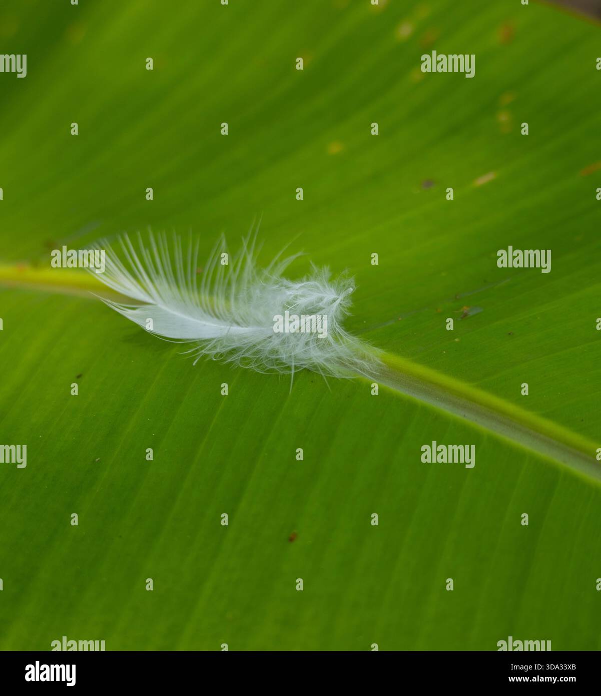 White Down Feather Resting on a Fresh Green Leaf Stock Photo