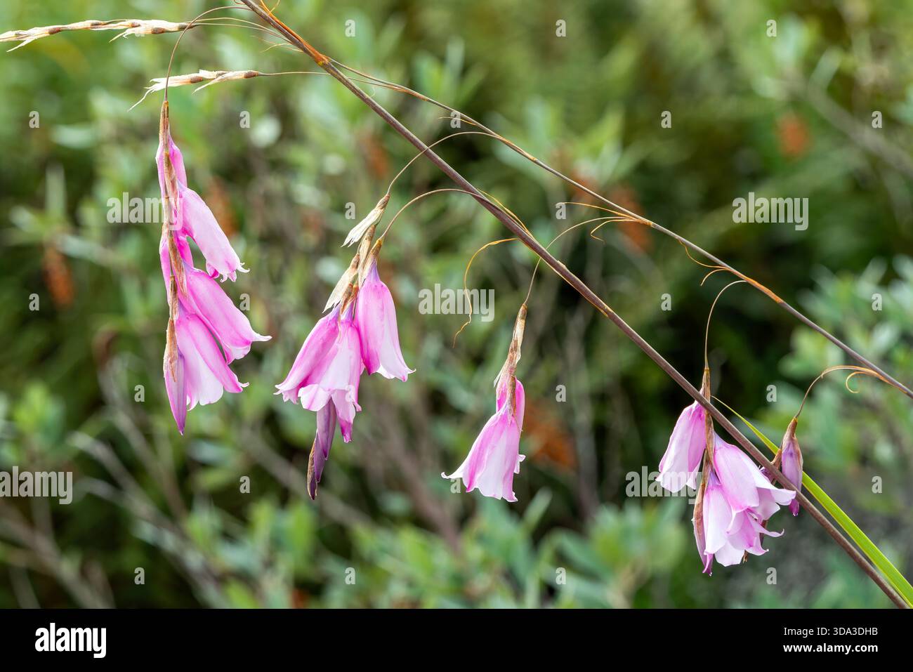 Dierama pulcherrimum a summer flowering evergreen plant with a pink ...