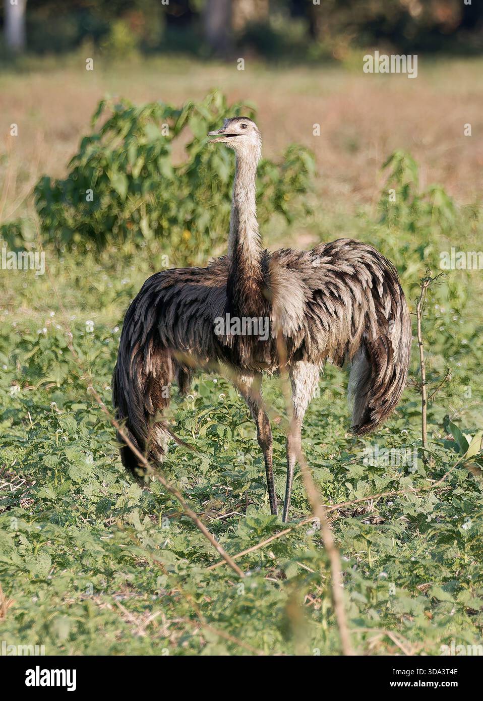 greater-rhea-gro-er-nandu-nandou-d-am-rique-rhea-americana-nandu