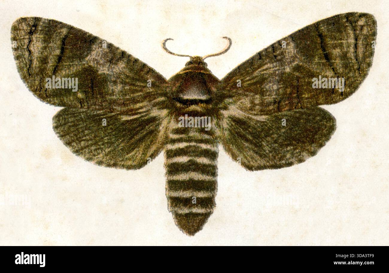 MOTHS PARK 銅版画 1832年製 Vintage moth illustrations hi-res stock