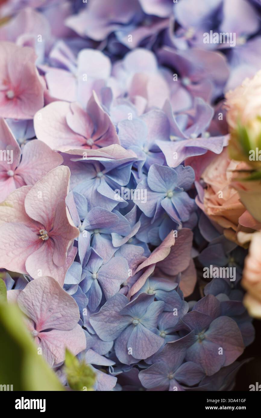 Delicate textures in shades of blue hi-res stock photography and images ...