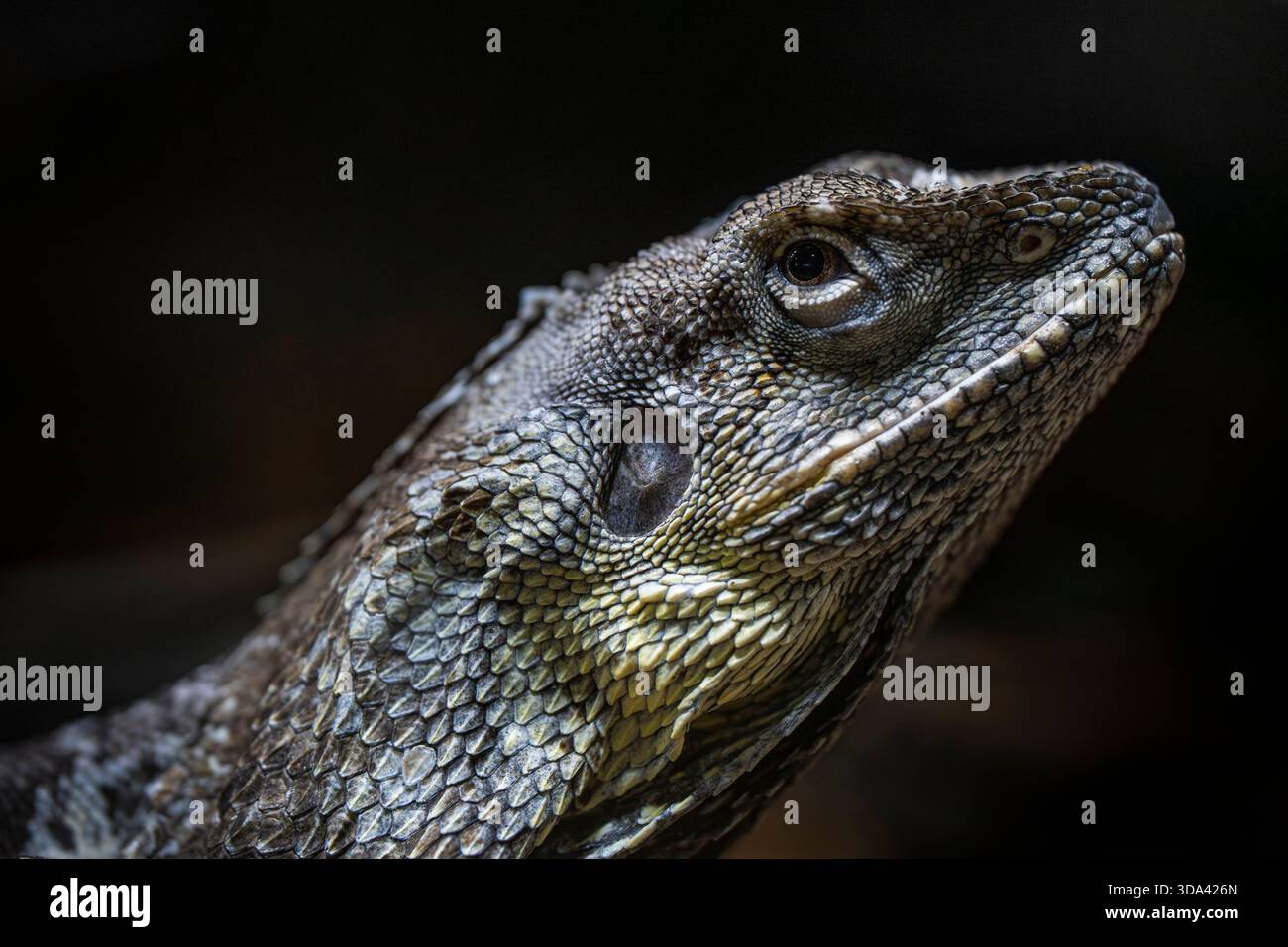 Ruffed Lizard Kragenechse hi-res stock photography and images - Alamy