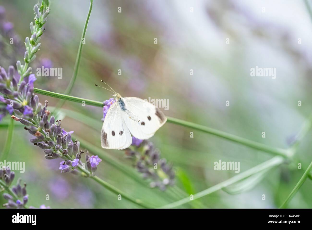 Cabbage Butterfly takes Flight in a Lavender Garden Stock Photo