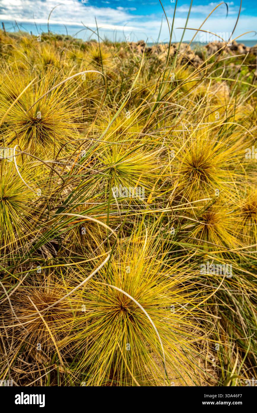 Clumped Pattern Nature Forms a grass like clump hi-res stock photography and images - Alamy