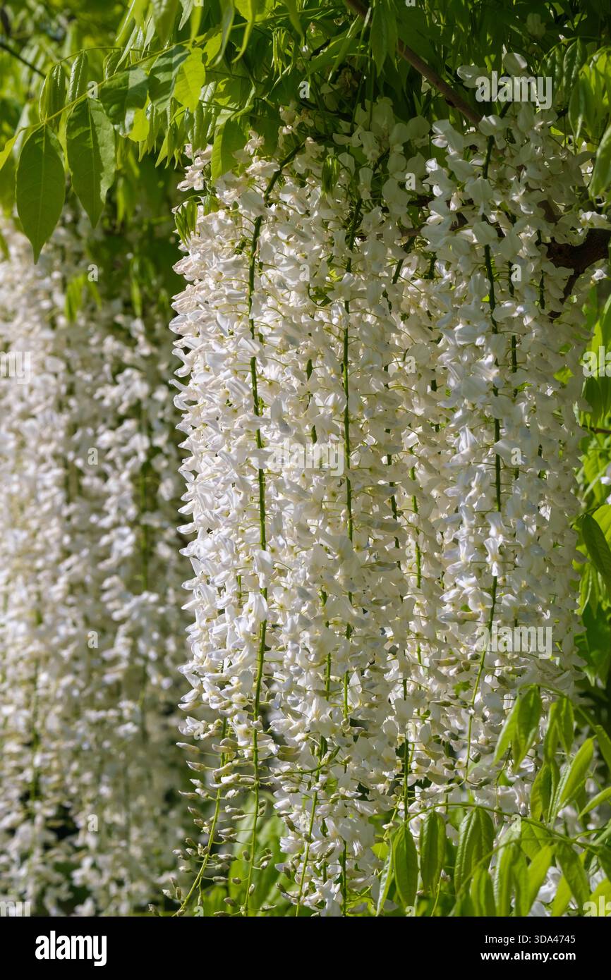 Wisteria floribunda alba Shiro-noda, white Japanese wisteria, Wisteria  floribunda Alba, clusters of pea-like, white flowers, light green leaflets  Stock Photo - Alamy