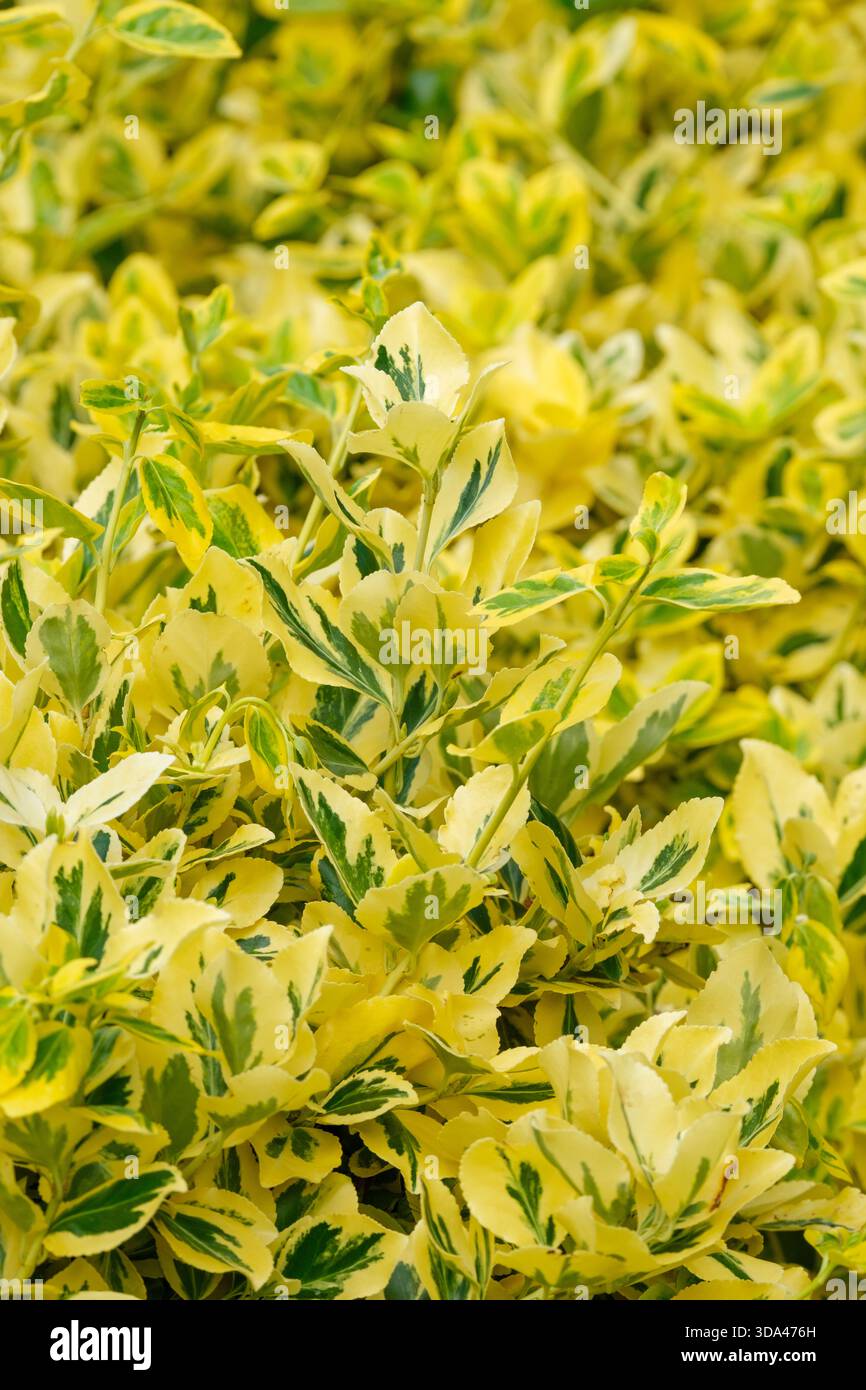 Euonymus fortunei Sunshine, spindle Sunshine, evergreen variety with large golden-edged large green leaves Stock Photo