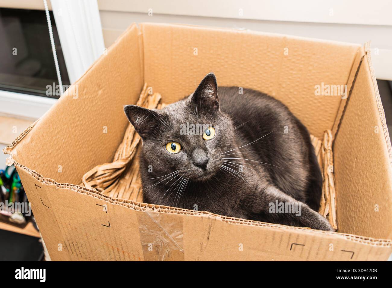 Gray Cat Sitting in Cardboard Box with Shredded Paper Stock Photo