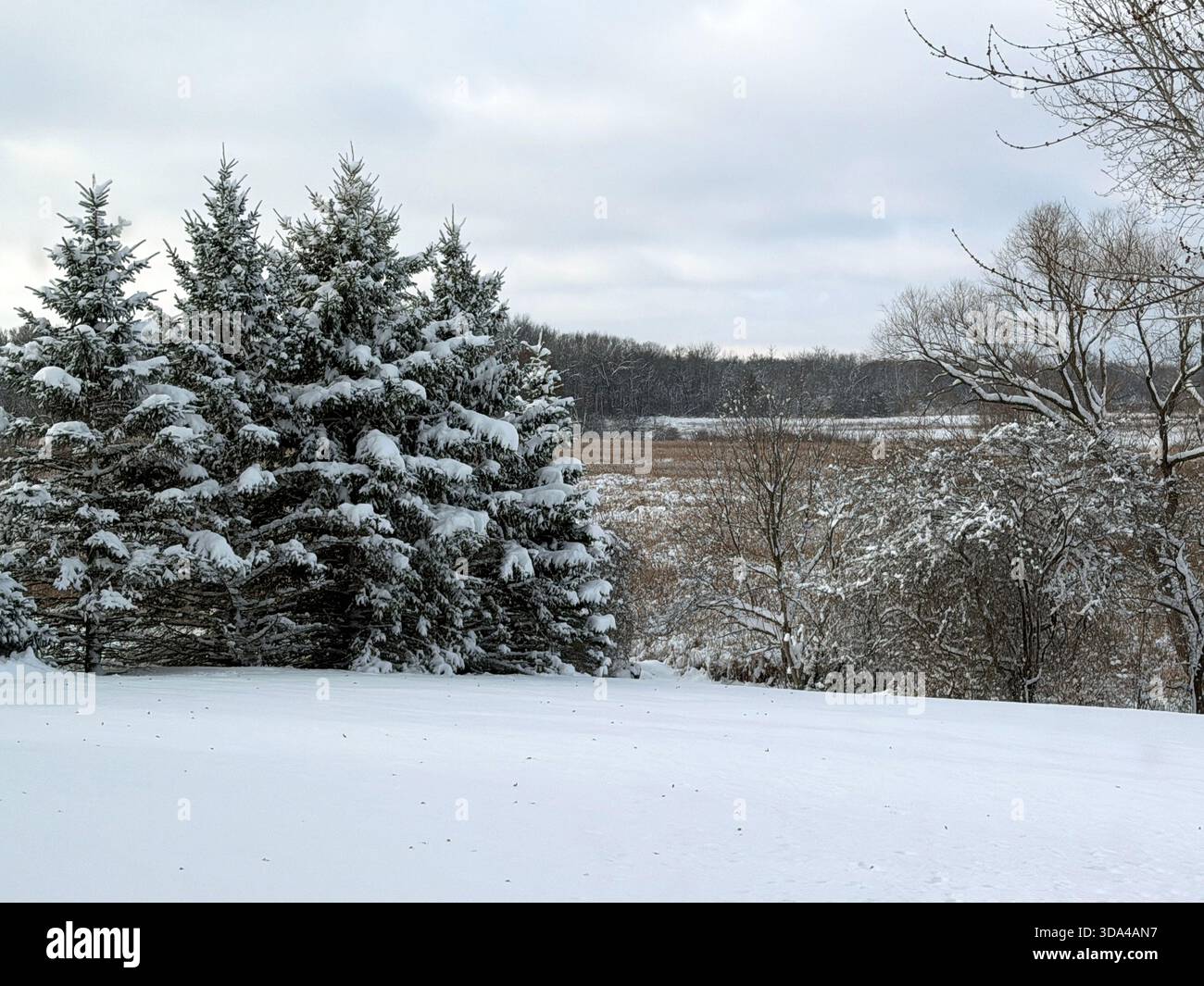 Four evergreen trees covered in snow, in front of wetlands, on a December day in Trevor, Wisconsin, USA - Smartphone Captured Stock Image