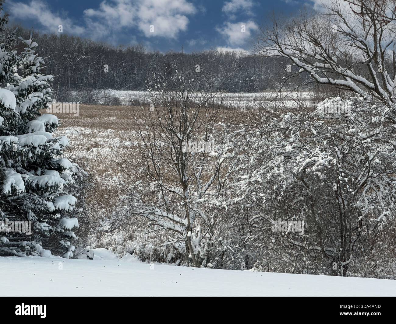 Wetlands, backed by a forest, covered in snow, in December, in Trevor, Wisconsin, USA - Smartphone Captured Stock Image